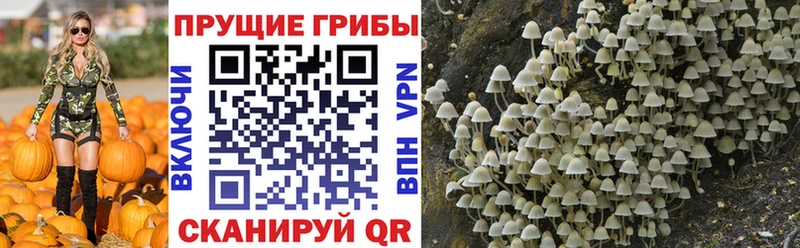 Псилоцибиновые грибы мицелий  купить  сайты  блэк спрут рабочий сайт  Старый Крым 